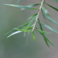 Melaleuca linearifolia (Link) Craven